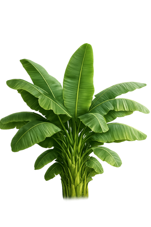 Banana Leaf
